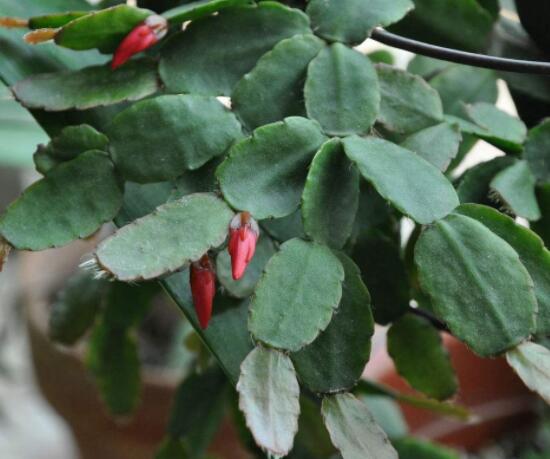 曇花的繁殖方法，盤點最常見的三種繁殖方法(扦插/播種/嫁接)