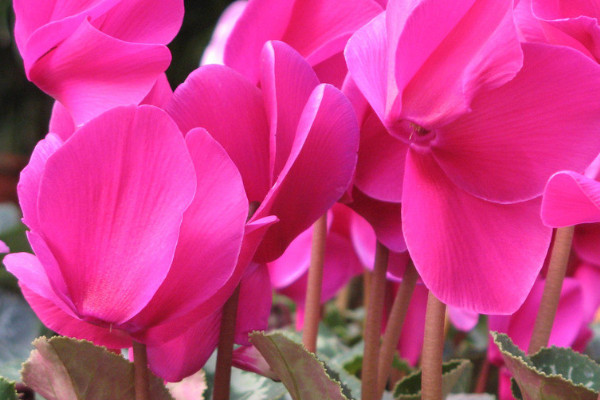 仙客來(lái)葉子發(fā)黃的原因