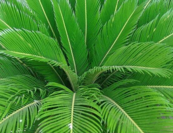 鐵樹開花有什么寓意，象征著大富大貴、吉祥瑞兆