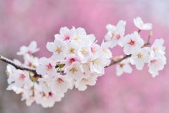 櫻花樹剛種上需要澆水嗎，根據(jù)土壤的干濕度判斷是否澆水