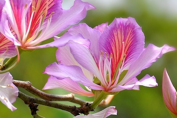 紫荊花冬天的養(yǎng)殖方法和注意事項