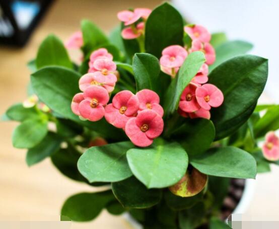 虎刺梅對(duì)人身體有害嗎，只需要注意避免接觸即可