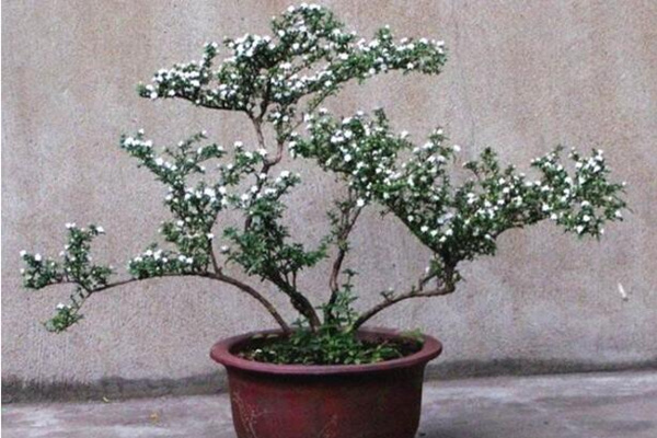 六月雪怕凍嗎，保證環(huán)境溫度不低于5℃