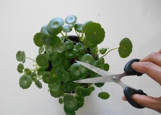 銅錢(qián)草怎么修剪，銅錢(qián)草剪掉葉子能活嗎