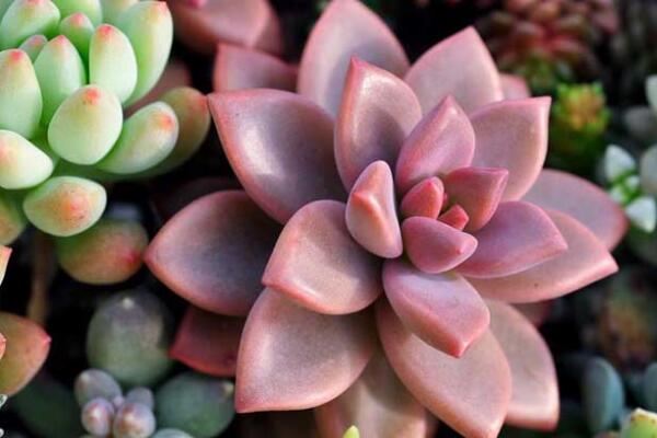 寶石花和觀音蓮的區(qū)別，詳細(xì)介紹葉子和花朵的不同