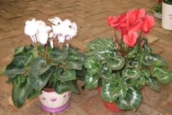 仙客來(lái)葉子發(fā)黃莖變軟，找出問(wèn)題的原因并及時(shí)補(bǔ)救