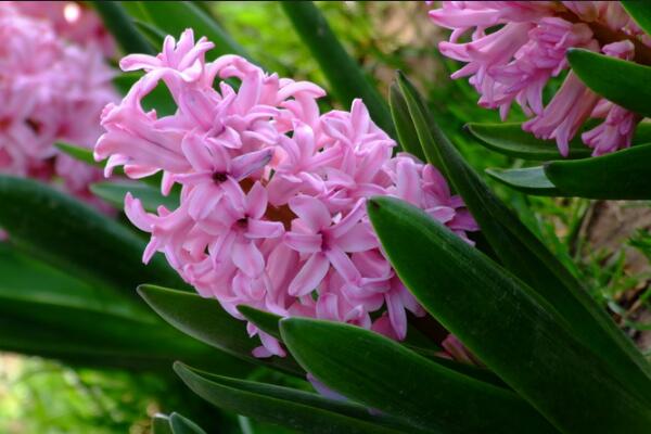 如何養(yǎng)好風(fēng)信子，風(fēng)信子養(yǎng)殖5大秘訣