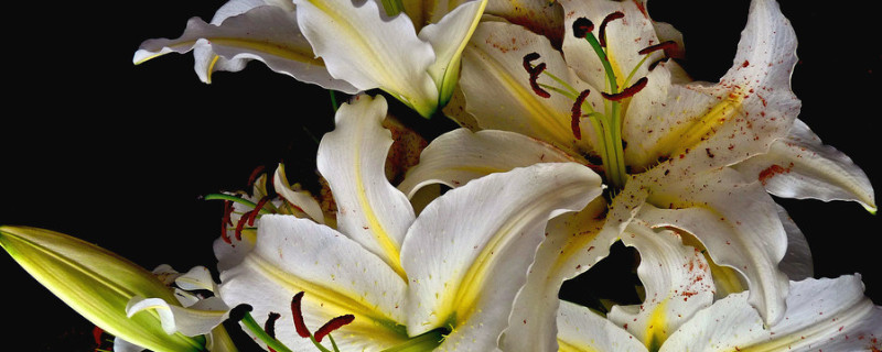 百合盆栽養(yǎng)殖注意事項(xiàng)