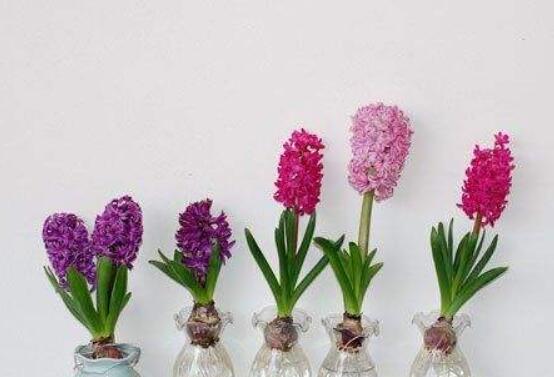 冬天能水培風信子么，可以/保持溫暖環(huán)境、注意水溫