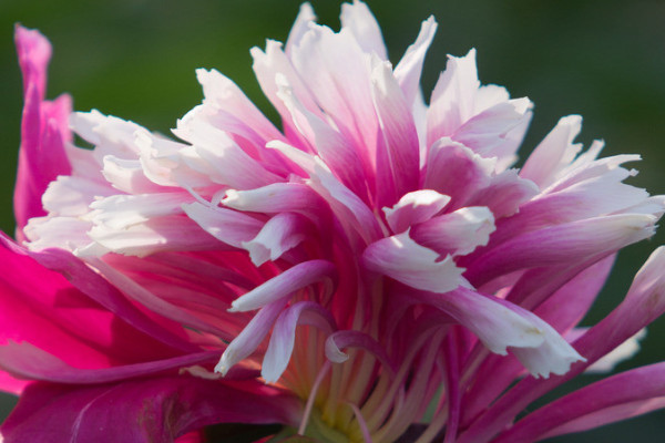 芍藥病蟲(chóng)害的防治方法