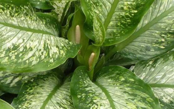 萬年青葉子發(fā)黃怎么辦，萬年青葉子發(fā)黃解決方法