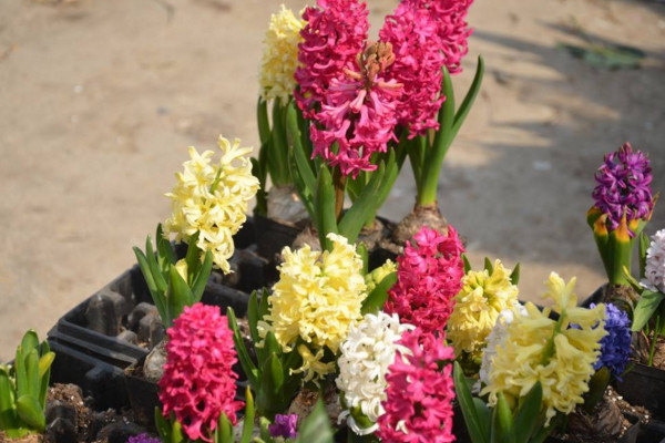 風(fēng)信子凋謝后怎么處理，修剪葉片并保留根莖