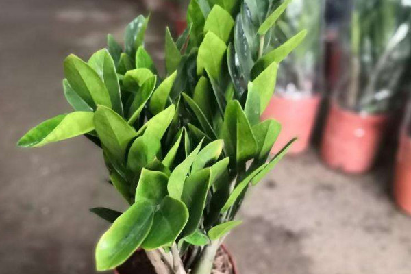 金錢樹(shù)剪枝后怎么泡根