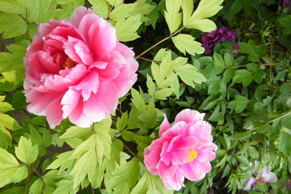 牡丹的花語(yǔ)