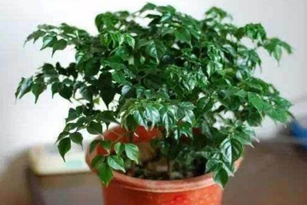 幸福樹上有白色絮狀物怎么辦，可能是感染了白粉病