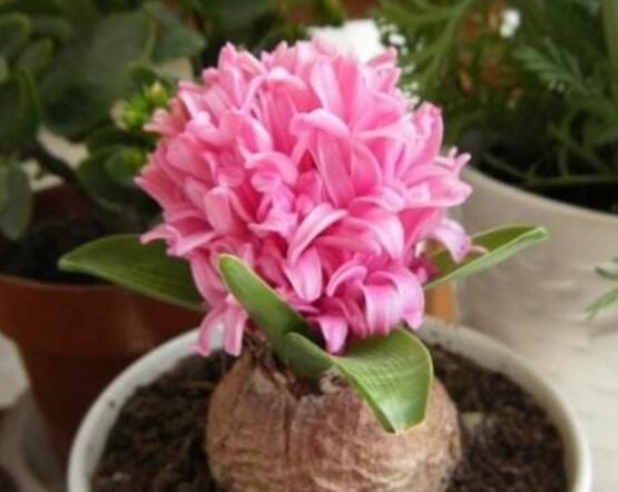 風信子怎么種，老農(nóng)總結(jié)最簡單有效五個步驟