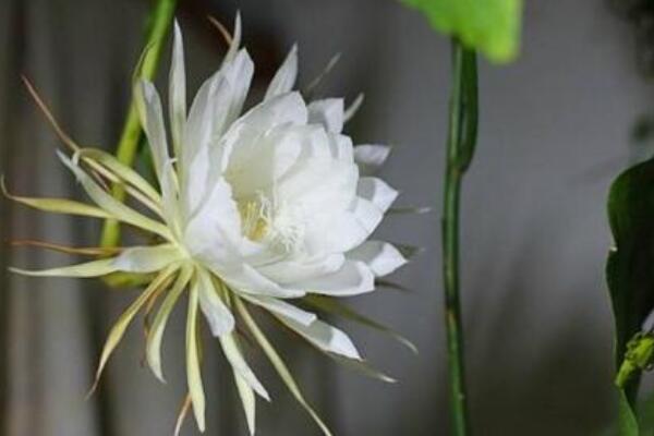 曇花葉插后什么時(shí)候移栽