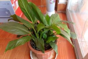 一帆風(fēng)順為什么不開(kāi)花，一帆風(fēng)順不開(kāi)花怎么辦