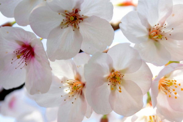 櫻花秋天會(huì)不會(huì)落葉