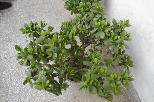 燕子掌移栽要澆水嗎，根據(jù)土壤的干濕度判斷是否要澆水