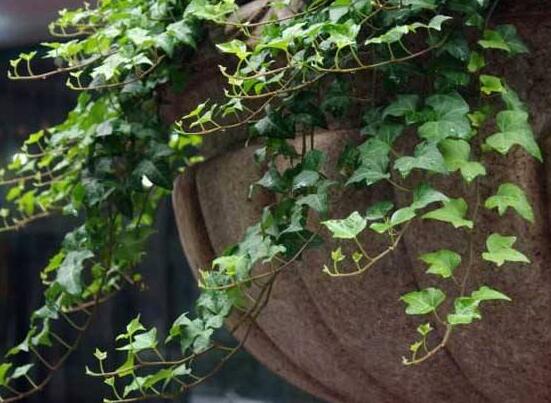 好看的常春藤盆景圖片欣賞，綠化環(huán)境、春天長駐