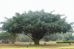 榕樹的花語和文化寓意，榕樹寓意富貴吉祥長壽