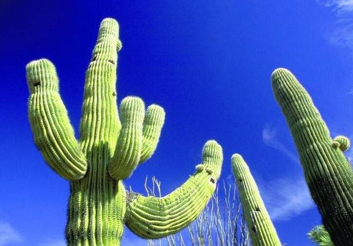 仙人掌花開多久，品種不同花期不同（稀有品種不開花）