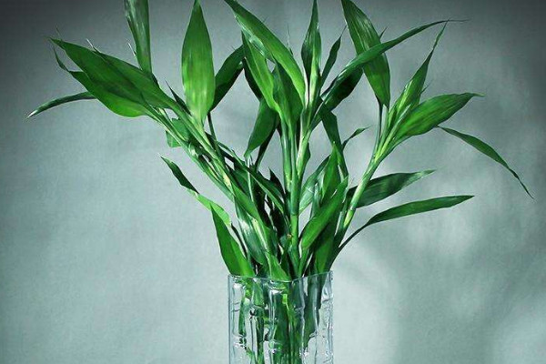 富貴竹長蟲子了怎么辦