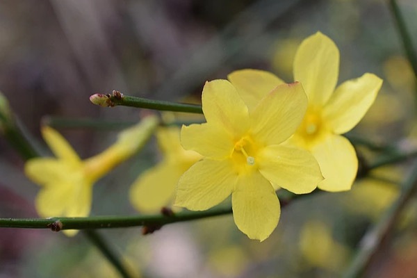迎春花葉子發(fā)紅怎么回事