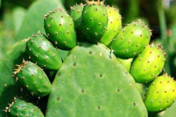 仙人掌如何養(yǎng)肥厚