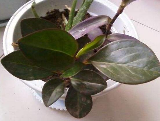 紫邊碧玉的養(yǎng)殖方法，老農(nóng)總結(jié)的七個基本方法