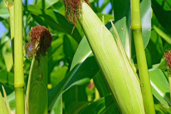 夏玉米什么時(shí)候種最合適