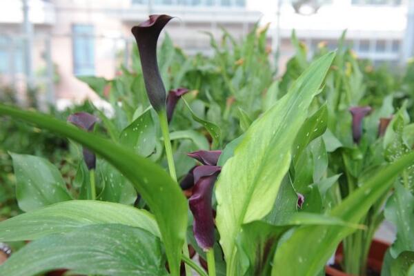 馬蹄蓮種植方法和時(shí)間，秋季播種最為適宜