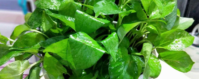 滴水觀音與綠蘿的區(qū)別