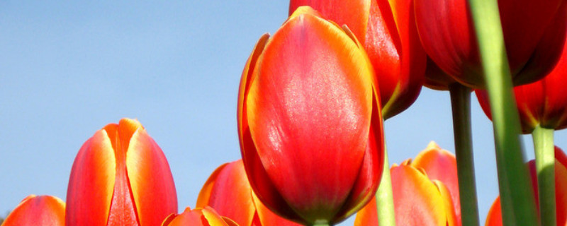 郁金香的養(yǎng)殖方法和注意事項