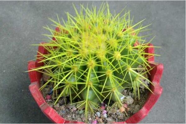 金虎仙人球變黃怎么辦，多半是澆水、溫度、光照三個方面沒做好