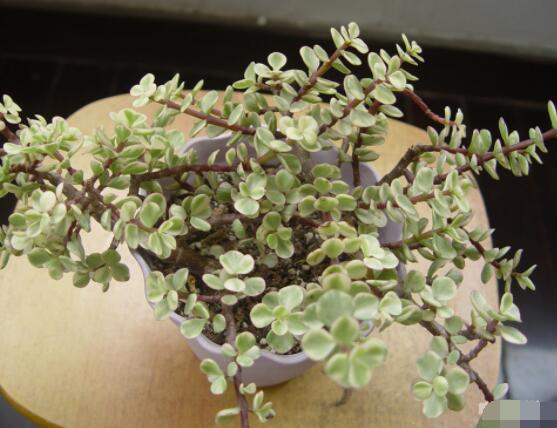 雅樂之舞怎么澆水，做到澆則澆透原則/忌積水