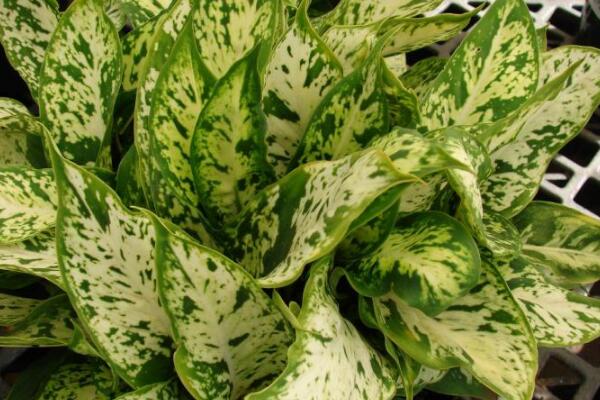 斑馬葉萬(wàn)年青有毒嗎，可以在室內(nèi)養(yǎng)殖但要小心謹(jǐn)慎（有毒）