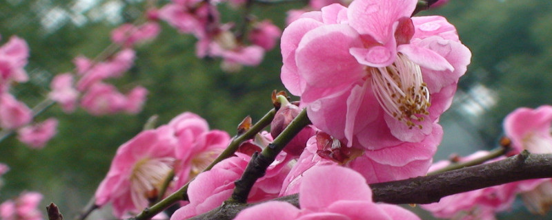 梅花夏天怎么養(yǎng)