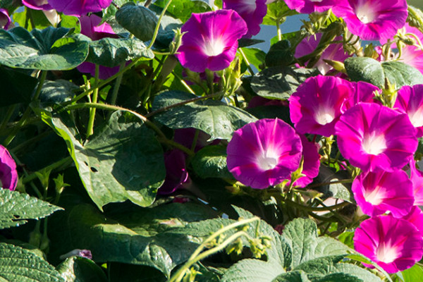 牽?；ǖ母蛋l(fā)達嗎