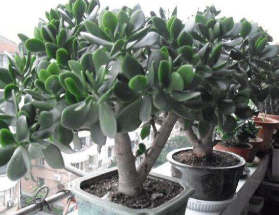 景天樹(shù)和玉樹(shù)的區(qū)別，教你兩種最容易分辨方法(葉型與花型)