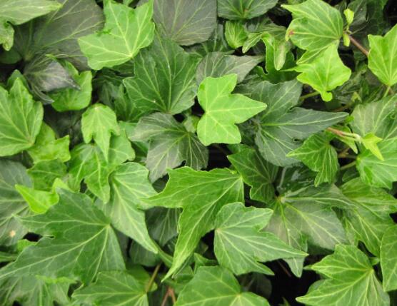 常春藤的養(yǎng)殖方法和注意事項(xiàng)，老農(nóng)總結(jié)八大基本方法