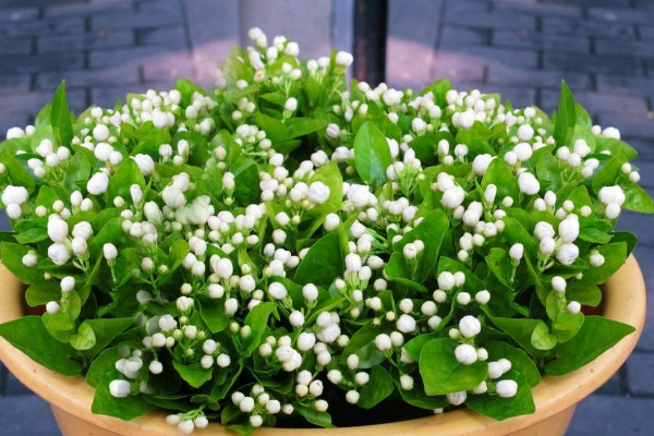 盆栽茉莉的養(yǎng)殖方法和注意事項，每日接受5小時光照