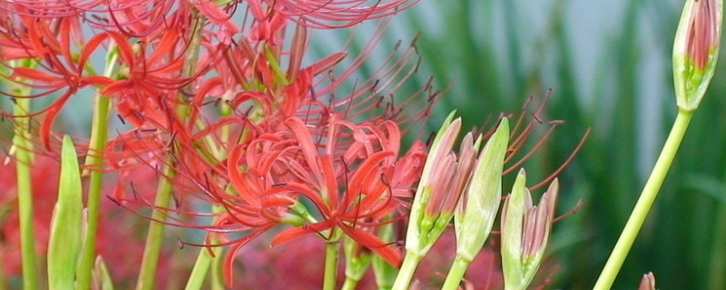 彼岸花盆栽養(yǎng)殖方法