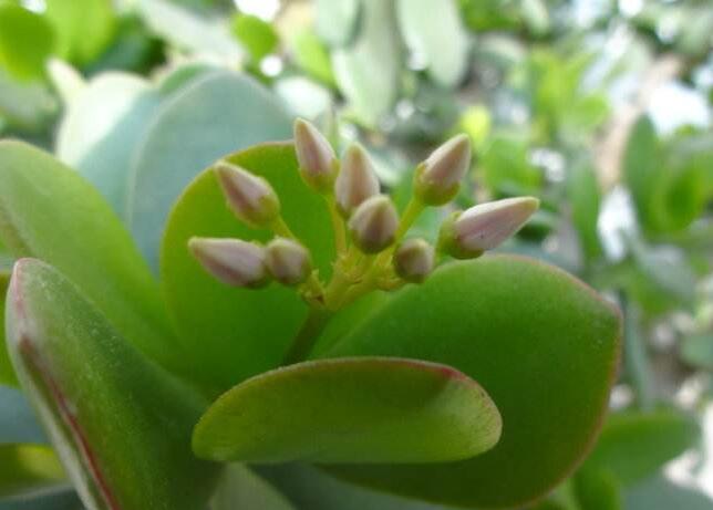 燕子掌生蟲了怎么辦，4種不同的病蟲害治療方法