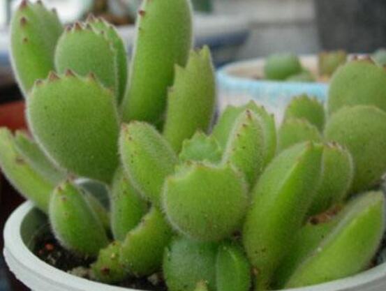 碧光環(huán)種植方法，擇健康種子、保水保肥土壤/淺盆為主