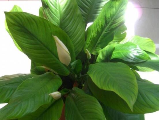 一帆風(fēng)順花期，大多數(shù)在5-8月開花(一年四季均可開花)