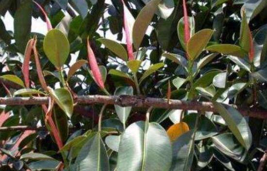 橡皮樹(shù)葉子打卷怎么辦，保持光照充足、溫度合理、忌積水