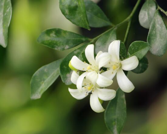 九里香的養(yǎng)殖方法和注意事項，老農總結出七大養(yǎng)殖基本方法