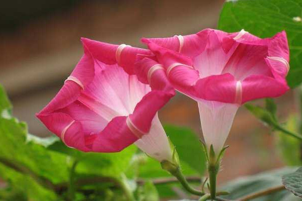 牽?；ㄔ趺答B(yǎng)家庭養(yǎng)法